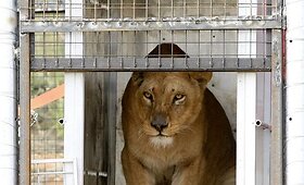 Liūtų kelionė i&scaron; zoologijos sodo į draustinį
