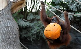 Helovini&scaron;ki pusryčiai zoologijos sode