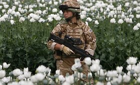 Britų kariai Afganistano aguonų laukuose