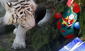 Dovanos &ndash; ir zoologijos sodo gyventojams