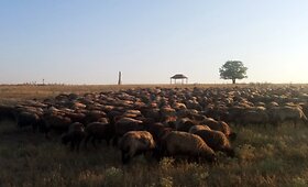 Vie&scaron;nagė Frumu&scaron;ika Nova ir kailinių salone Odesoje