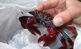 Konkursas &bdquo;Keliauk KITAIP ir laimėk kelionę sau bei draugams&ldquo; 
