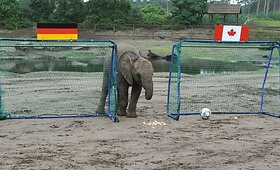 Neįtikėtina: dramblė, žaidžianti futbolą! 