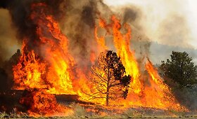 Arizonos valstijoje siautėja didžiulis gaisras