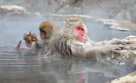 Japonijos makakos žiemą mėgaujasi &scaron;iluma geizerio baseine