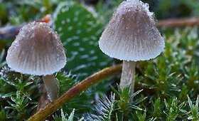 Rudens grožybės skaitytojų nuotraukose: &scaron;alnos, vaivoryk&scaron;tės, ry&scaron;kios spalvos