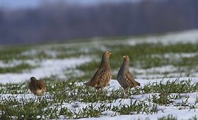 Rengiamas fotografijų albumas apie Lietuvos pauk&scaron;čius