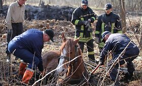 Ugniagesiai i&scaron;gelbėjo į pelkę įklimpusią kumelę