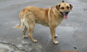 &bdquo;Grindos&ldquo; &scaron;uneliai ir katytės. Jie dar gali būti i&scaron;gelbėti