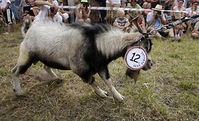 Ramygaloje i&scaron;rinkta gražiausia Lietuvos ožka