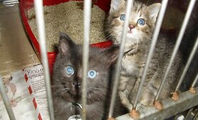 Mažieji kačiukai ne savo noru dalyvauja mirties ir gyvenimo loterijoje