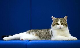Didžiosios Britanijos premjero namuose atsirado žiurkių gaudytojas Larry