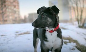 &Scaron;aunioji kalytė Manija ie&scaron;ko naujo &scaron;eimininko
