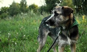&bdquo;Lesės&ldquo; dovanojami gyvūnai