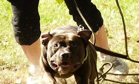 Pitbulterjerai a&scaron;tuntą kartą i&scaron;mėgino jėgas Lenkijoje