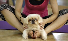 &Scaron;unų joga Honkonge &ndash; užsiėmimas ir keturkojams, ir jų &scaron;eimininkams