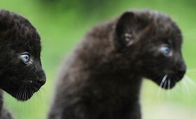 Zoologijos sodas pristatė du juodosios panteros jauniklius