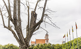 Luki&scaron;kių aik&scaron;tėje nudžiūvusios liepos