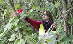 Vilnios pakrantėse naikinami uosialapiai klevai