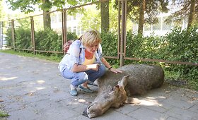 Vilniuje žuvo į gyvenamąjį kvartalą atklydęs briedis