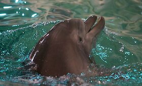 Delfinai per Jūros &scaron;ventę nesiilsės