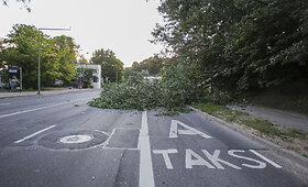 Olandų gatvės skruzdės i&scaron;vertė medį