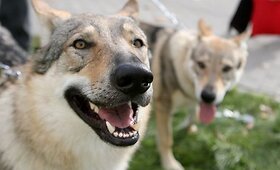 Į labdaringą parodą rinkosi veisliniai ir neveisliniai &scaron;unys