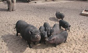 Lietuvos zoologijos sodo jaunikliai