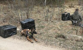 Belgų aviganės Diabolos laimikis Pa&scaron;alčės kaime