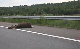 Automagistralėje VW partrenkė briedį