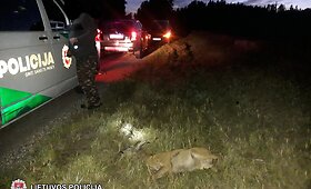 Susidūrimų su mi&scaron;ko gyvūnais padariniai