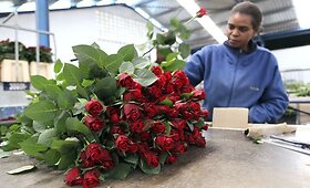 Kenijoje laukiama, kol atsinaujins skrydžiai Europoje