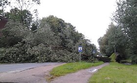 Pajūryje stiprus vėjas vartė medžius