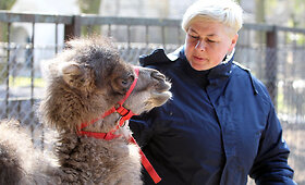 Kauno zoologijos sodo jaunikliai