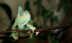 Zoologijos sode Jemeno chameleonų ekspozicija