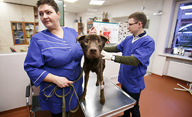 &Scaron;eimininkų apleistas &scaron;uo pateko į veterinarų rankas
