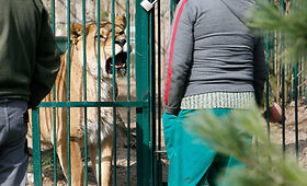 Lietuvos zoologijos sodo liūtai mėgaujasi pavasario saule
