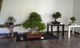 Bonsai medžiai &ndash; reiklūs, bet ilgaamžiai augintiniai