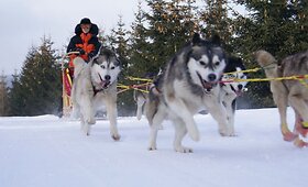 &Scaron;ių metų žiema - ideali norintiems i&scaron;mėginti pasivažinėjimą su haskiais