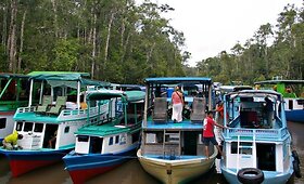 Kelionė po Borneo salą &ndash; orangutanų namus