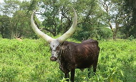 Uganda &ndash; &scaron;alis, kurioje rasite visą klasikinį Afrikos gyvūnų komplektą