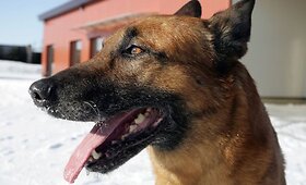 35 tūkst. Lt kainuojantis belgų aviganis sugrąžintas &scaron;eimininkams
