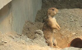 Kauno zoologijos sodas turi naujų gyventojų