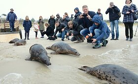 Į Baltijos bangas nėrė de&scaron;imt paleistų ruoniukų