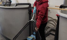 Klaipėdos universiteto laboratorijoje užaugintos krevetės
