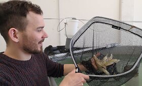 Klaipėdos mokslininkų užaugintos žuvys ir krevetės