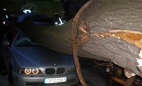 Kaune medis užgriuvo ant 4 automobilių