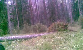 Audros padariniai Lietuvoje 