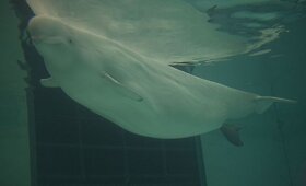 Čikagos akvariume pirmą kartą gimė baltasis delfinas