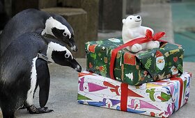 Kalėdinės dovanos zoologijos sodo gyventojams